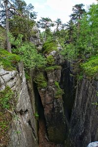 Plants and rocks in forest