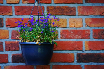 Close-up of potted plant against brick wall