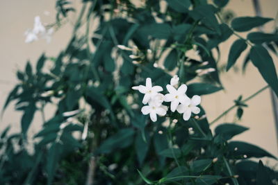 Close-up of plant