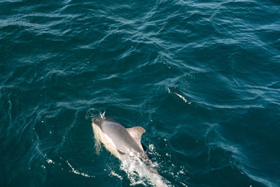 High angle view of whale swimming in sea