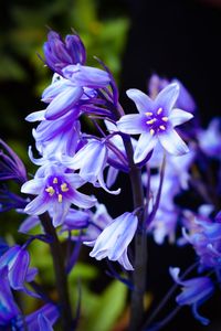 Close-up of purple flowers