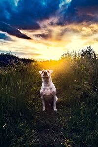 Dog sitting on grassy field against cloudy sky during sunset