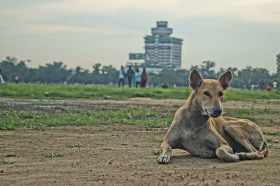 Dog sitting on field in city