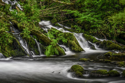 Scenic view of waterfall in forest