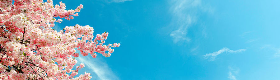 Cherry blossom tree in springtime with blue sky,border, panorama or banner size