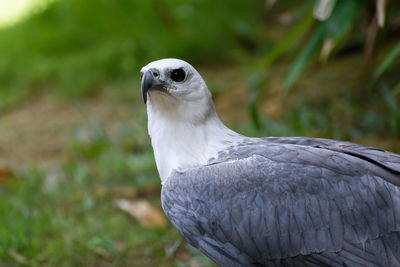 Close-up of bird perching outdoors