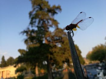 Low angle view of insect on tree against sky