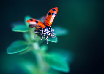 Close-up of ladybug on flower