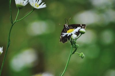 Close-up of butterfly pollinating on flower