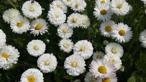 High angle view of white daisy flowers