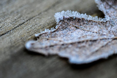Close-up of frozen leaf on wooden table