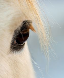 Close-up of horse