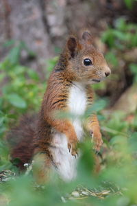 Close-up of squirrel on rock