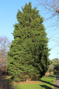 Low angle view of tree on field against clear blue sky