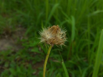 Close-up of dandelion