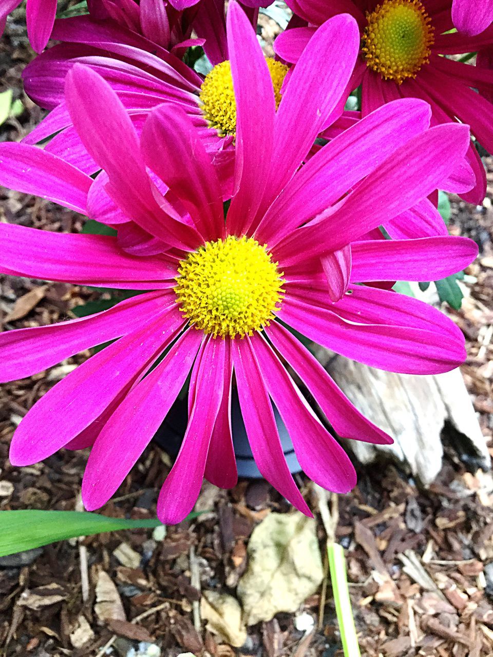 flower, petal, freshness, flower head, fragility, growth, beauty in nature, pink color, pollen, nature, close-up, blooming, plant, high angle view, single flower, in bloom, purple, day, stamen, outdoors