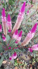 Close-up of pink flowers