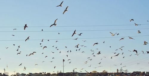 Low angle view of birds flying in sky