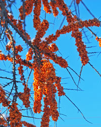 Low angle view of flowering plant against blue sky