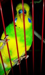 Close-up of bird in cage