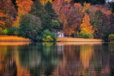 Scenic view of lake in forest during autumn