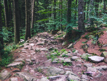 Dirt road amidst trees in forest