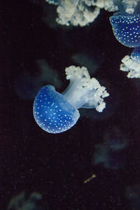 Close-up of jellyfish swimming in sea