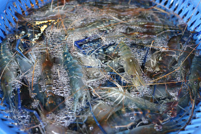 High angle view of fish in glass