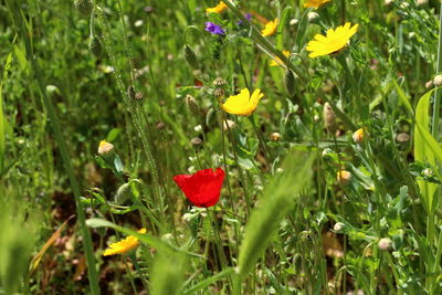 Close-up of red flowering plant in field