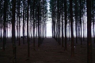 Trees in forest against sky