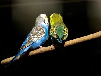 Close-up of parrot perching on branch