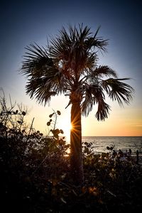 Palm tree by sea against sky during sunset