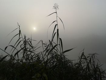 Plants growing on landscape