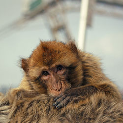 Portrait of monkey