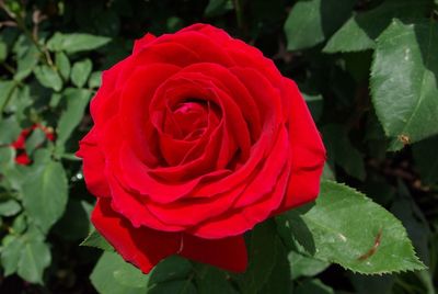 Close-up of red rose