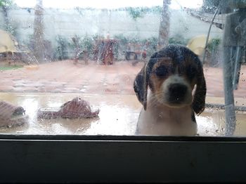 Close-up of dog looking through window