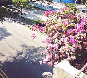 High angle view of pink flowering plant by street in city