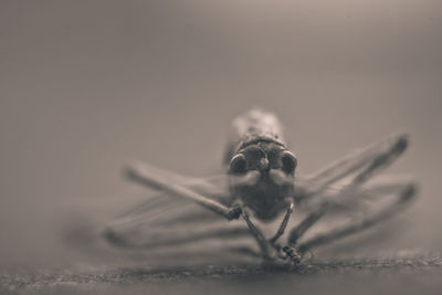 Close-up of insect