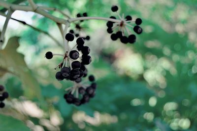 Close-up of berries growing on tree