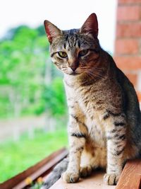 Close-up of tabby cat looking away