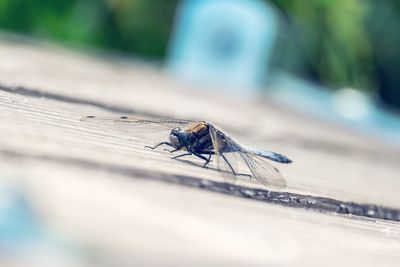 Close-up of fly on wood