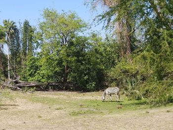 View of a horse in the field