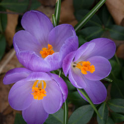 Close-up of purple flowers blooming outdoors