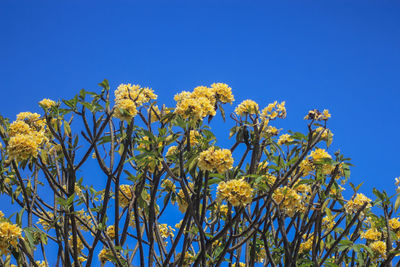 Low angle view of flowering plants against clear blue sky