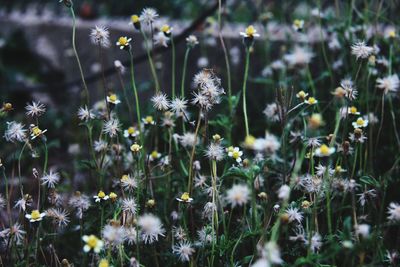 Close-up of white flowering plants on field