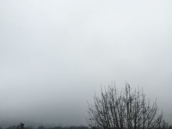 Low angle view of trees against sky