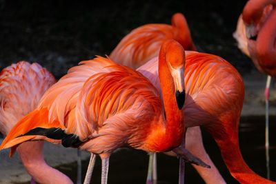 Close-up of bird