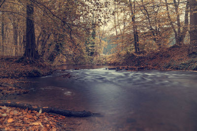 Stream flowing amidst trees in forest during autumn