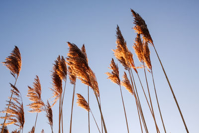 Low angle view of stalks against clear blue sky