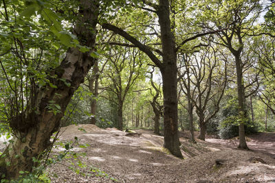 Trees in forest